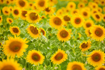 Fields with infinite sunflowers. Agricultural field.