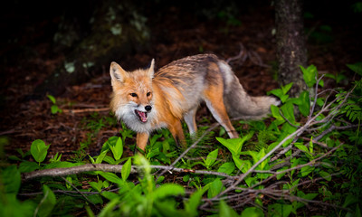 Wild Red Fox