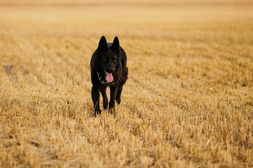 A german shepherd dog running in the field while looking at the camera