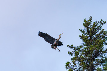 Great Blue Heron (Ardea herodias)