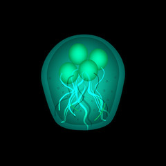 The structure of Giardia cysts. Vector illustration.