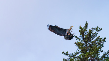 Great Blue Heron (Ardea herodias)