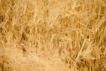 Field of wheat in the sunset, selective focus, agricultural background