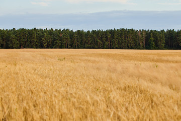 Beautiful wheat landscape on a summer sunny day