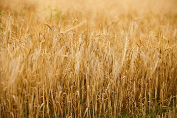 Wheat field. Ears of golden wheat close up.