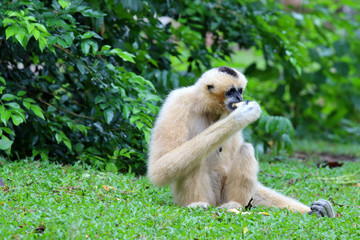 Obraz premium Gibbon sitting on the lawn in the zoo.