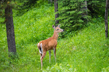 White-Tailed Deer