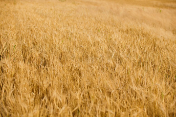 Field of wheat at the end of summer