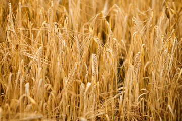 Field of ripe wheat before harvest on sunny summer day.