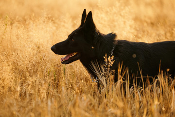 Fototapeta premium German shepherd in front of wheat field.