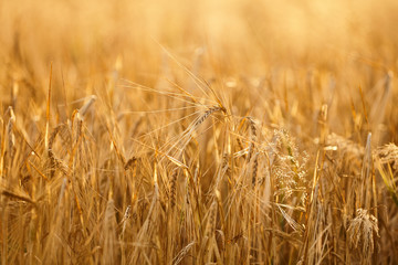 Field of ripe wheat before harvest on sunny summer day.