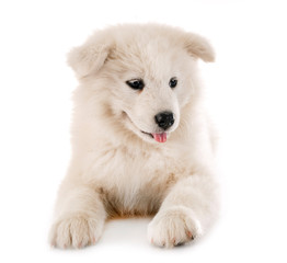 puppy samoyed dog in studio