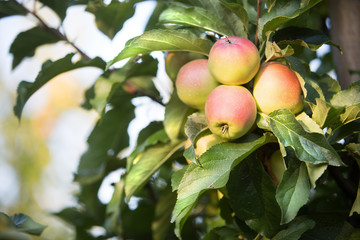 ripe organic apples on a tree branch in an orchard