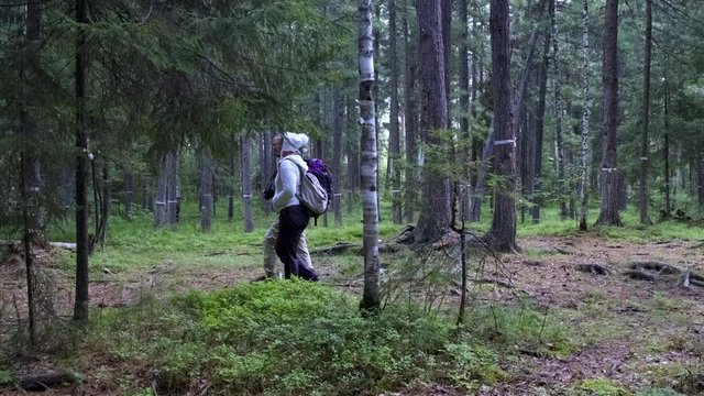 A pair of tourists are walking through the forest with backpacks. Side view.