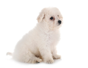 Bichon Frise in studio
