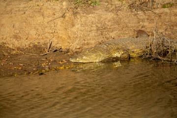 Nile Crocodile basking in the late afternoon sun of spring