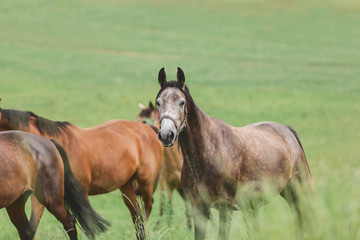 horse herd in green field