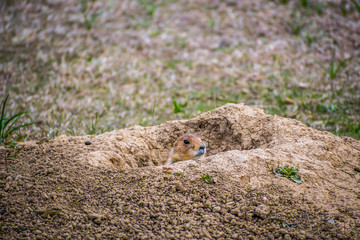 Prairie Dogs in Wind Cave National Park, South Dakota