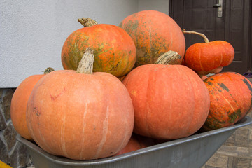 harvest of large pumpkins on a pile,Prepare for Halloween, lots of orange pumpkins in a pile in a wheelbarrow