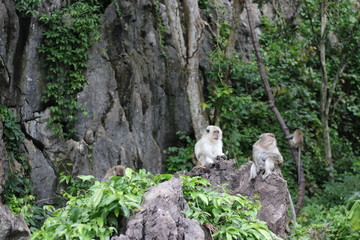 Fototapeta premium Monkey sitting on a stone in the forest.