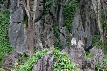 Monkey sitting on a stone in the forest.