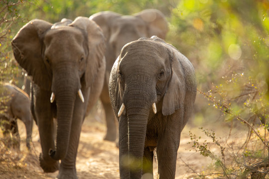 A breeding herd of elephant in the dry dusty conditions at the end of the dry season