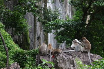 Monkey sitting on a stone in the forest.