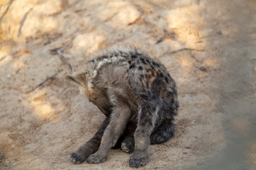 Curious young hyaena at a hyaena den site