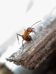 big red forest ant in natural habitat
