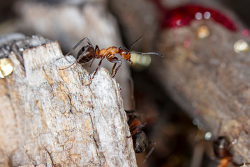 big red forest ant in natural habitat