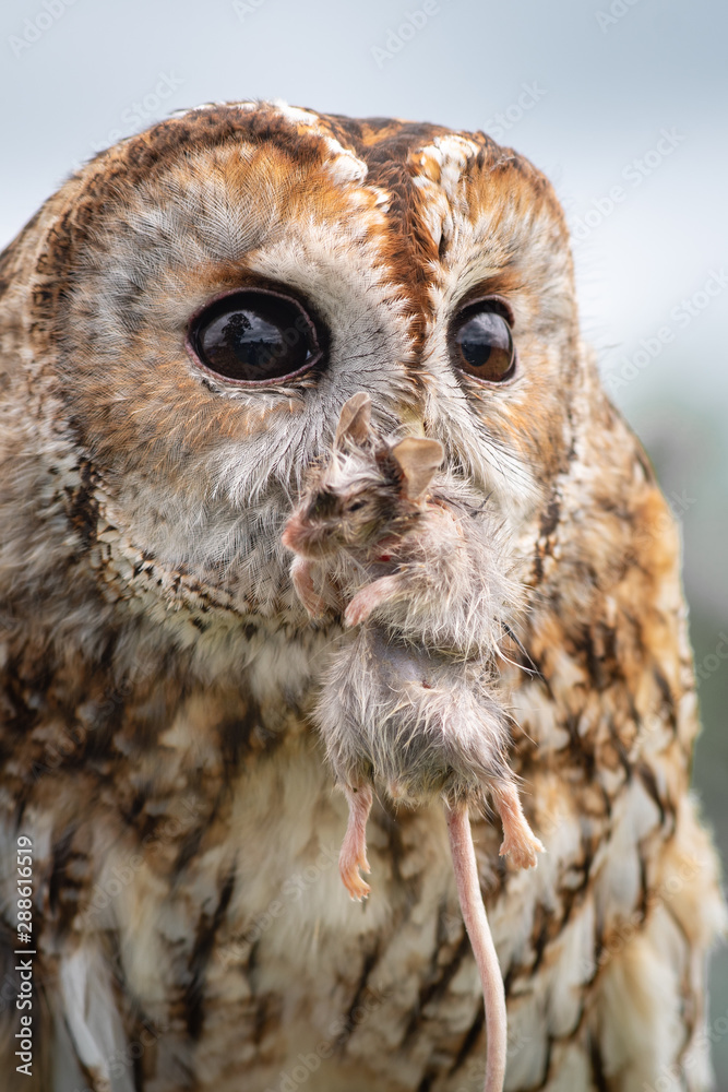 Poster a three quarter close up of a tawny owl feeding on a mouse. the mouse is in its beak and it is looki