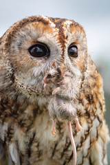 A three quarter close up of a tawny owl feeding on a mouse. The mouse is in its beak and it is looking alertly to the right