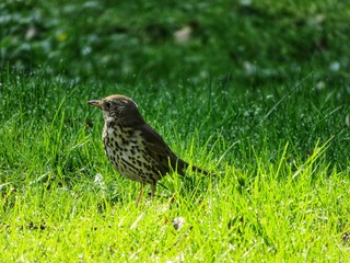 singing thrush in the morning on wet grass