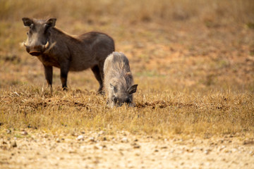 Naklejka na ściany i meble Warthog digging up the grass roots to try and get the last of the nutrition