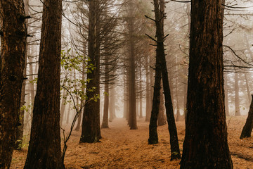 Trail through a mysterious dark old forest in fog. Autumn morning in Crimea. Magical atmosphere. Fairytale