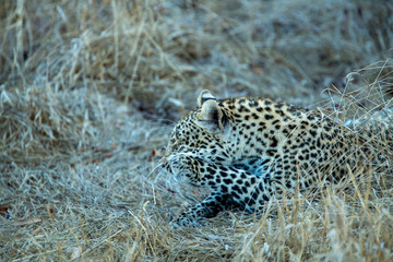 A young leopard in the twilight hours