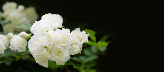 Obraz na płótnie Canvas White roses close-up on a black background. Background with roses for advertising, web banner, greeting card. Front view, Copy space, place for text.