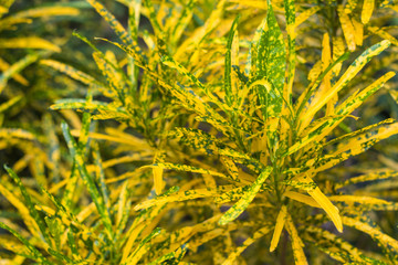golden croton leaves  beautiful on decorative tree  planting natural  background © ninefar