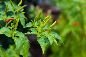 chili pepper   on raw food ingredient chili  vegetable garden