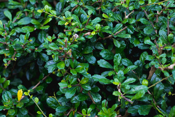 green Tooth brush tree or Siamese rough bush  tree is herbal and decoration gardens on decorative tree  planting herb natural  background