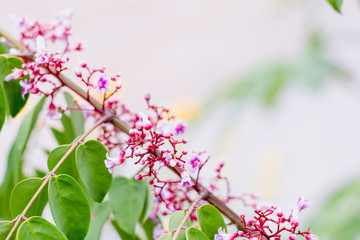  star fruit carambola flower  on  star apple  fruit ( starfruit ) garden