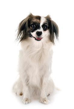 phalene papillon dog