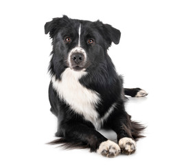 australian shepherd in studio