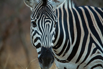 Naklejka premium Portrait of zebra in the late afternoon