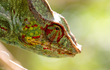 Panther chameleon Furcifer pardalis, portrait