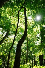 Fototapeta na wymiar 森の木々