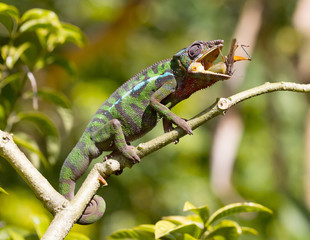 Panther chameleon Furcifer pardalis, hunting