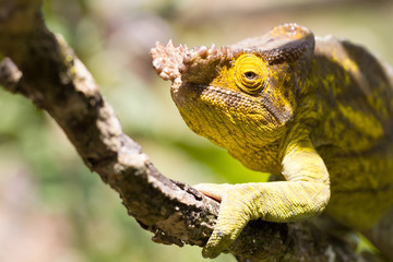 Parsons chameleon (Calumma parsonii)