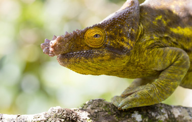 Parsons chameleon (Calumma parsonii)