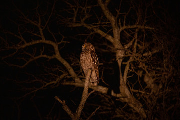 Spotted Eagle owl in a tree 